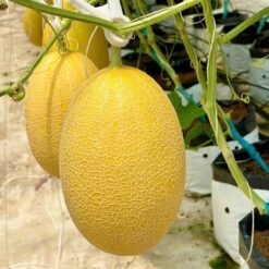 Hạt giống dưa lưới vỏ vàng