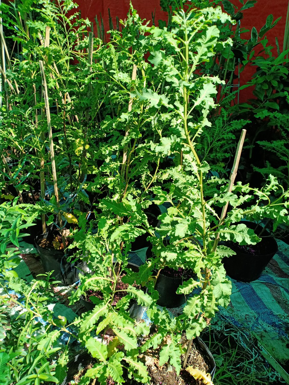 z2499183550773_3f6f0d927013169bc589a1df420f4b65