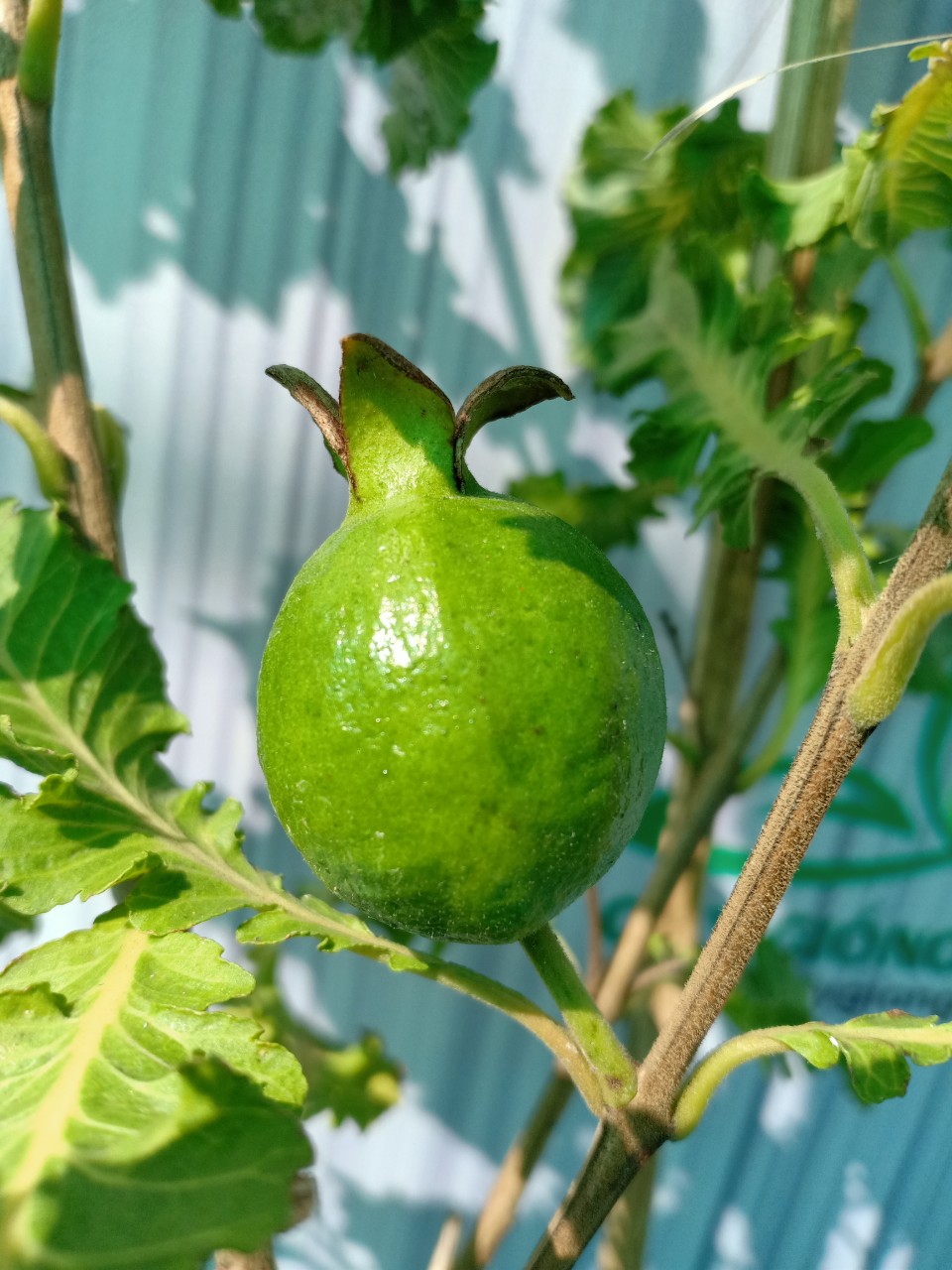 z2499183555897_28239e396aa259213d761e0aebce9dbf