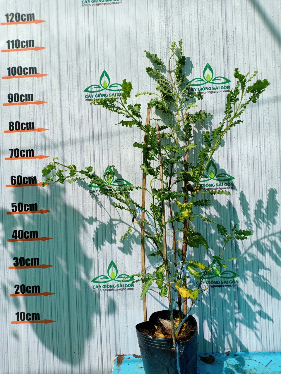 z2499183561756_c0d454ba9c733525ec4ce28d25146b40