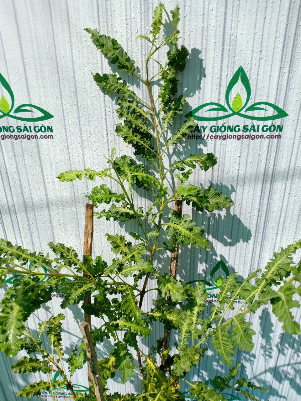 z2499183565707_a3f992ee5930304ba6e48f8bde0e6ec4