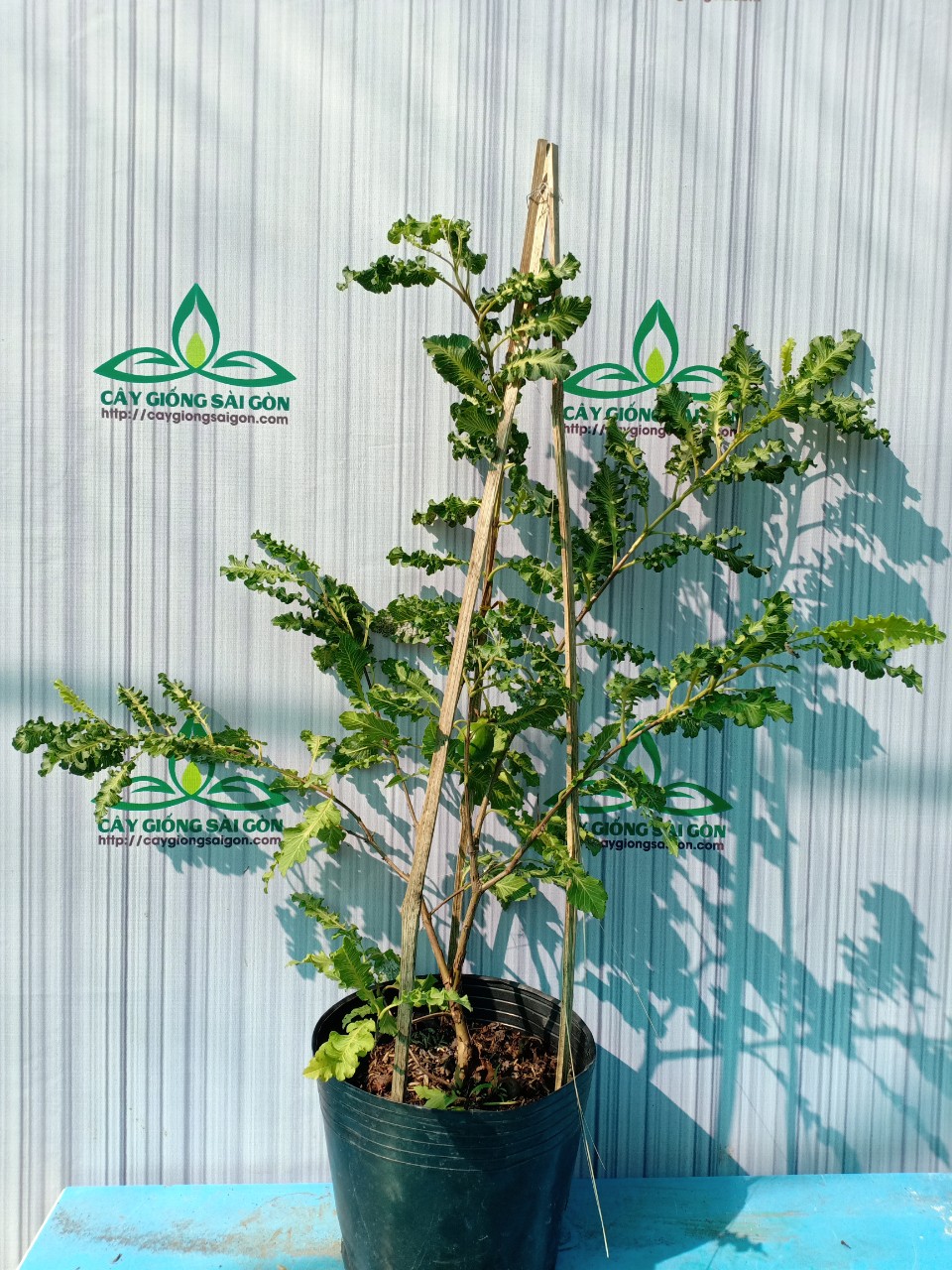 z2499183570888_1b48195f369e8a9c0e9e727f629ac001