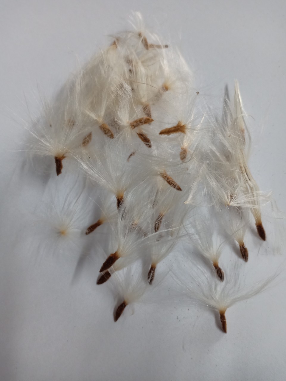 z4027113377737_3e3a648305036c95a287cd496dc38b92 (1)