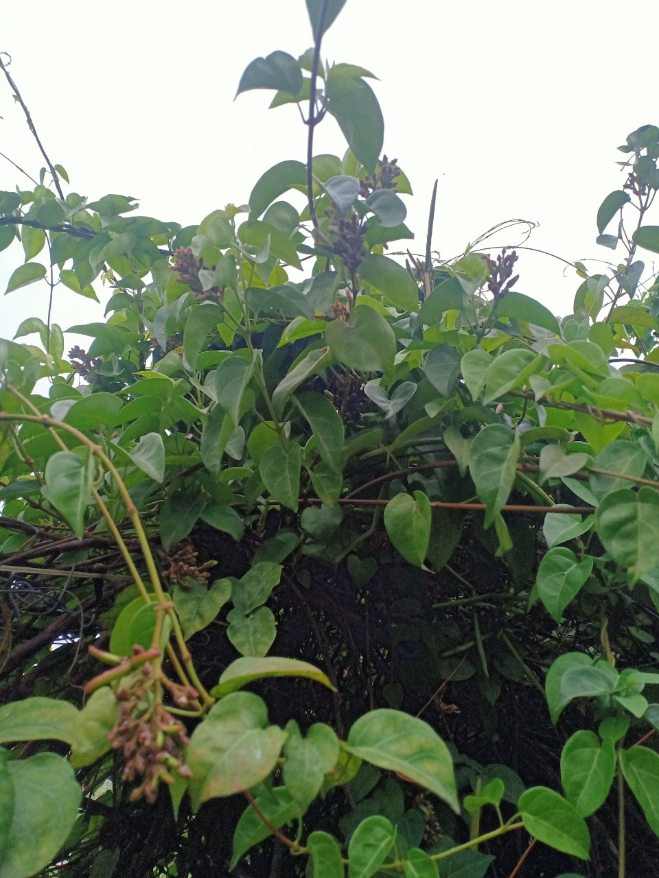 z4075301478944_b6e40715ae4a541fc400c65dcb919cd3