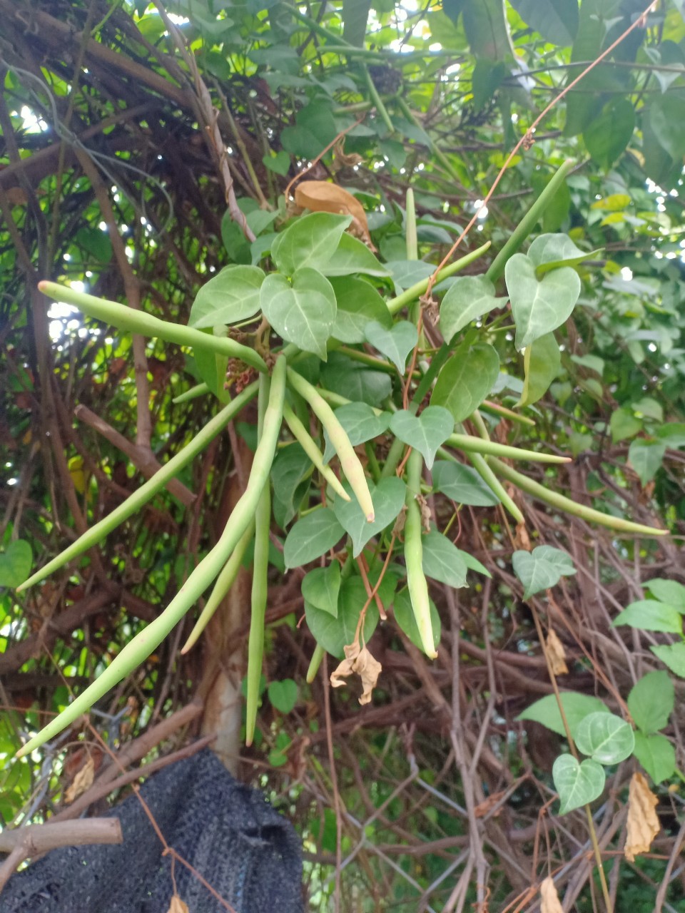 z4075301483323_aa550ce3eecb299e86d26df8e1b9d5ce