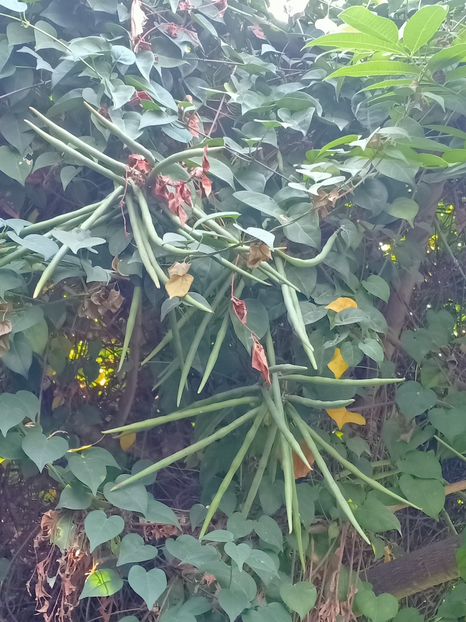 z4161583374363_71c99a7633d002d20d7e190fe2b5af4a