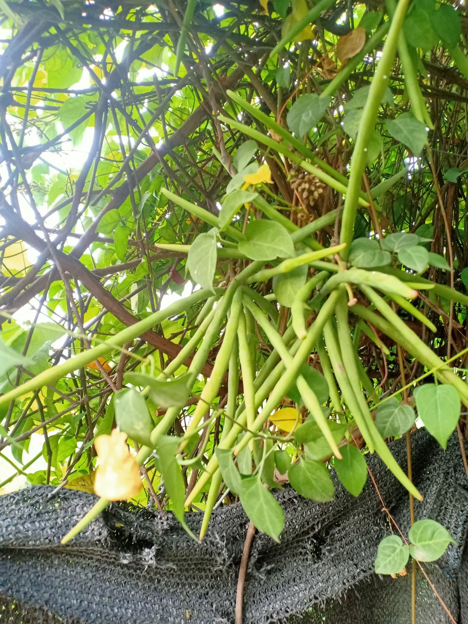 z4161583380325_c43a11f2c031f21eb36e6f018d388a5a