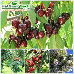 Hạt giống cherry