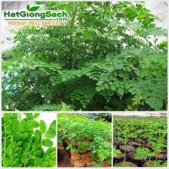 Hạt giống chùm ngây