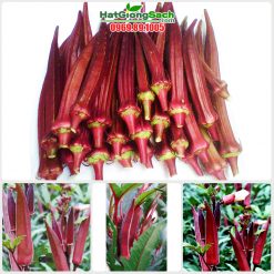 Hạt giống đậu bắp tím