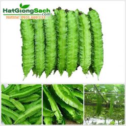 Hạt giống đậu rồng