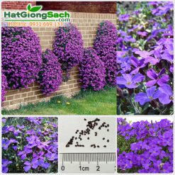 Hạt giống hoa leo bụi tím