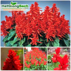 Hạt giống hoa xác pháo (25cm)