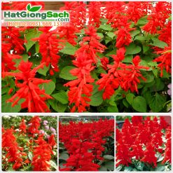 Hạt giống hoa xác pháo (60cm)