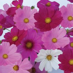 Hạt giống hoa sao nhái đơn