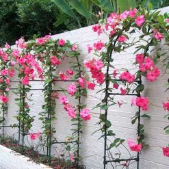 CÂY HOA LEO HỒNG ANH