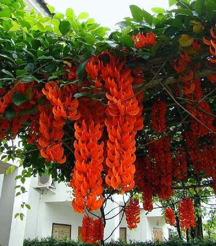 cây-hoa-móng-cọp-2