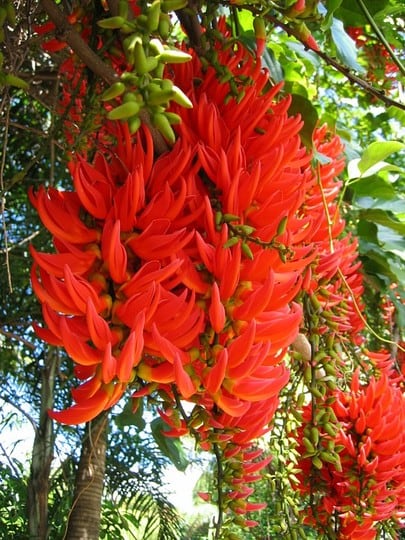 jade-vermelha-foto-44