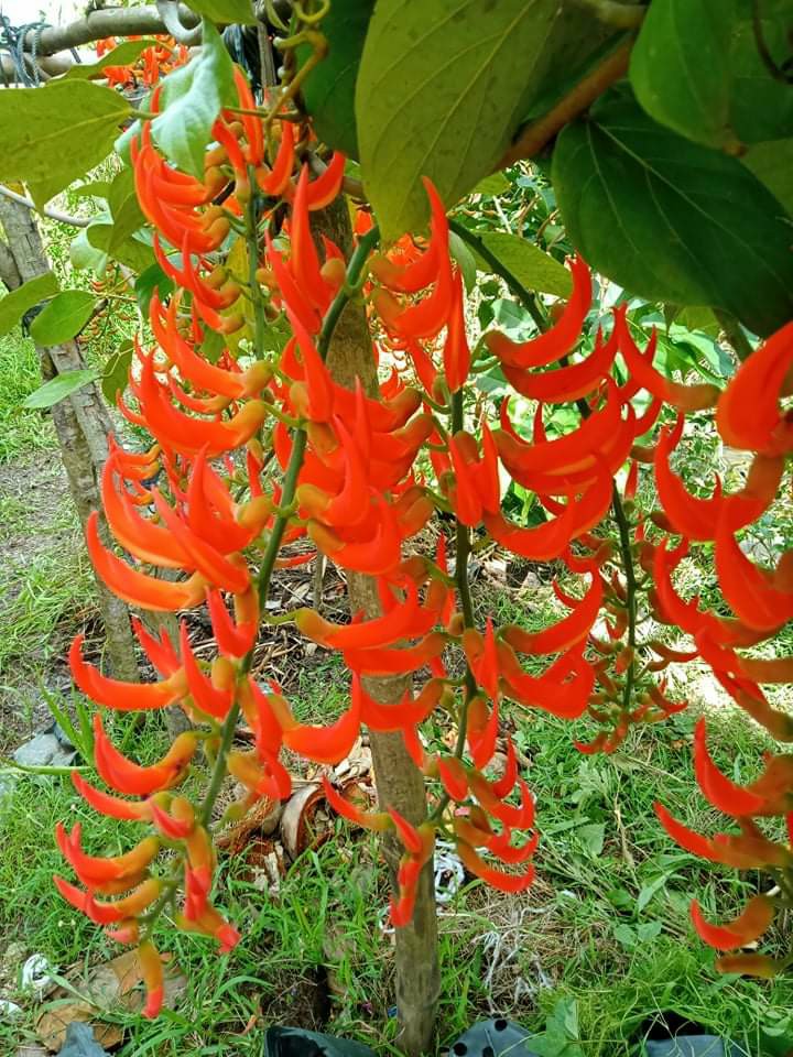 z2826980387044_608fd8619e06296eb5e722ce6ba93324