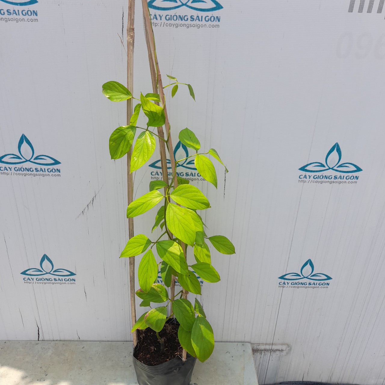 z5276746852144_56543dc4faacc4cdf986c275c7429837