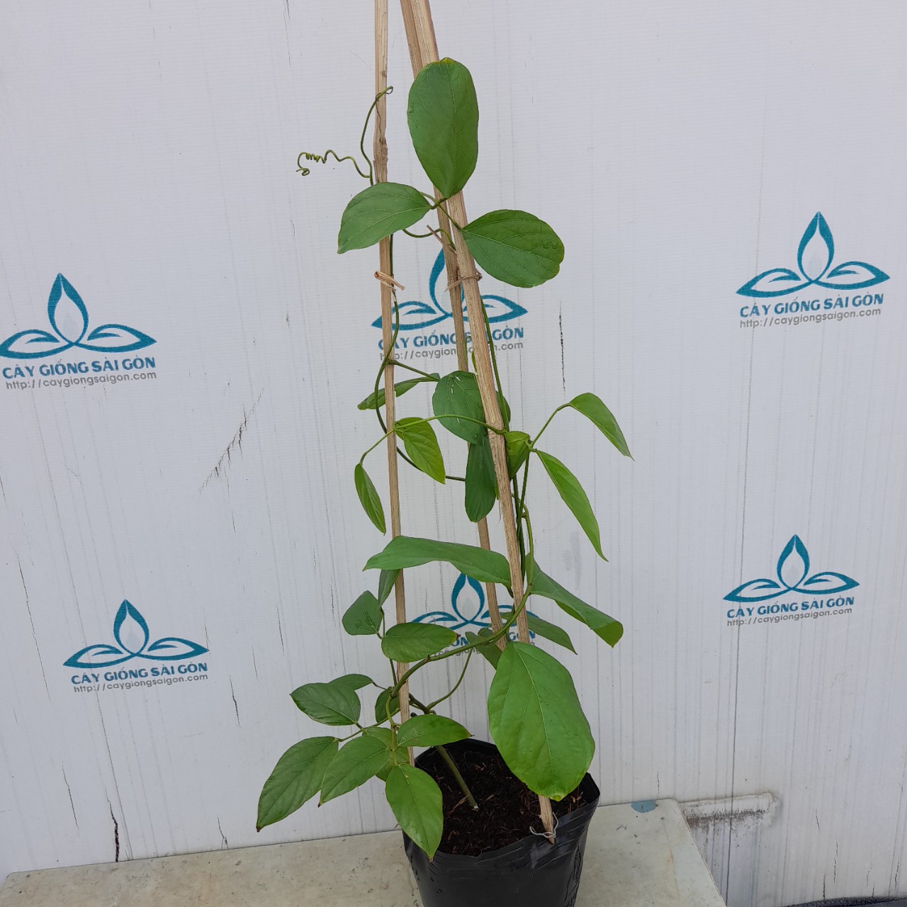 z5279593570244_2f48d5d50cd44b6ceca38487c2fe28e2