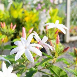 CÂY HOA NGUYỆT QUẾ LEO 45CM