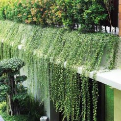 Combo 4 chậu cúc tần ấn độ 35cm