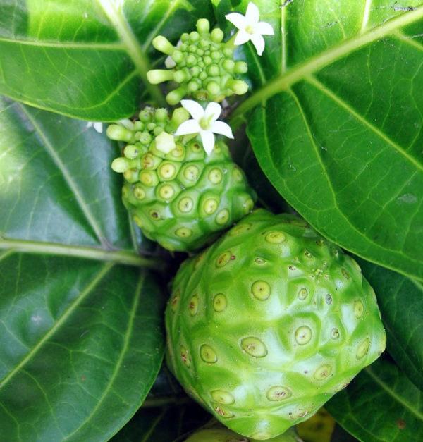 Hạt giống Trái nhàu