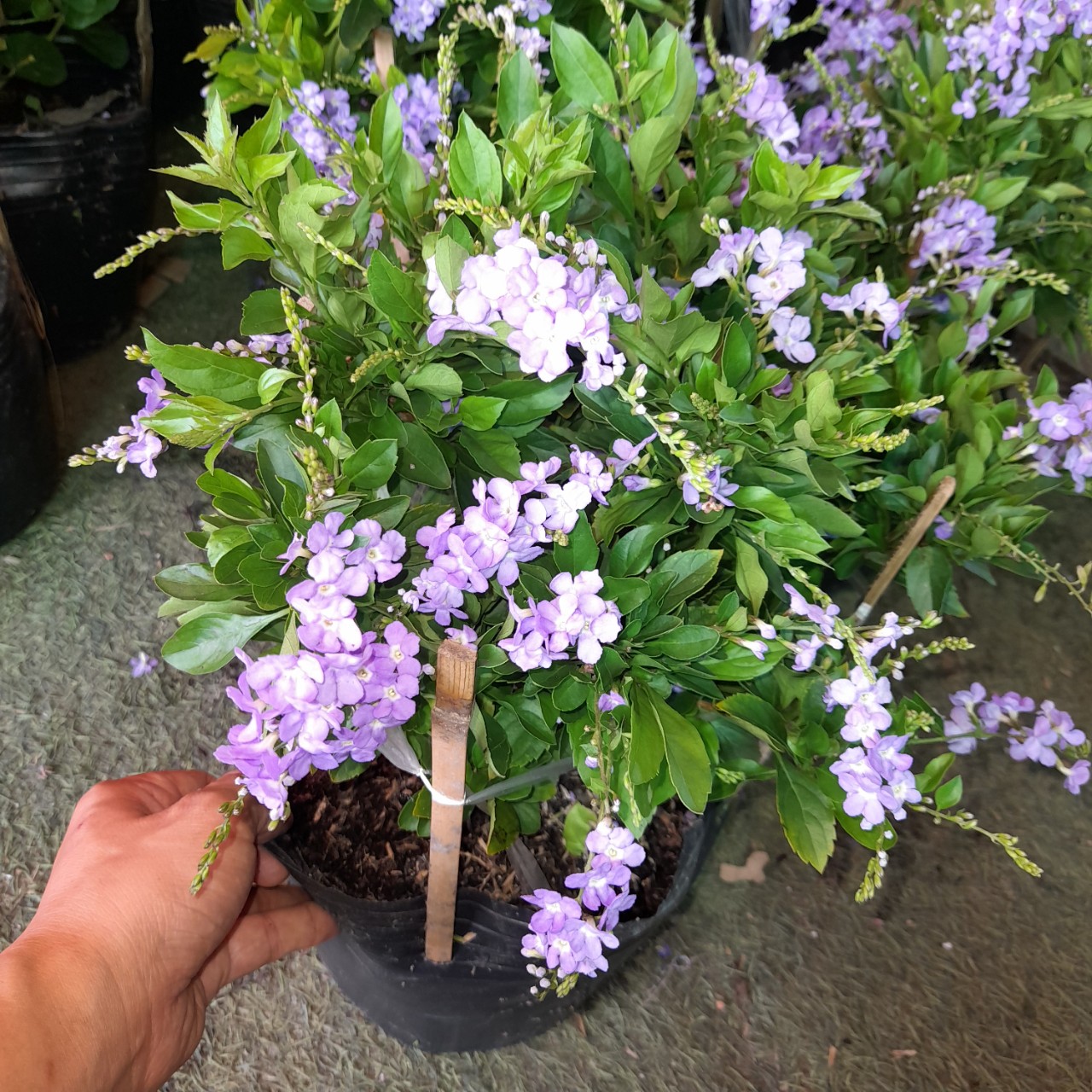 z5572175914482_6945c6dcd869e86aa562a4c411600943