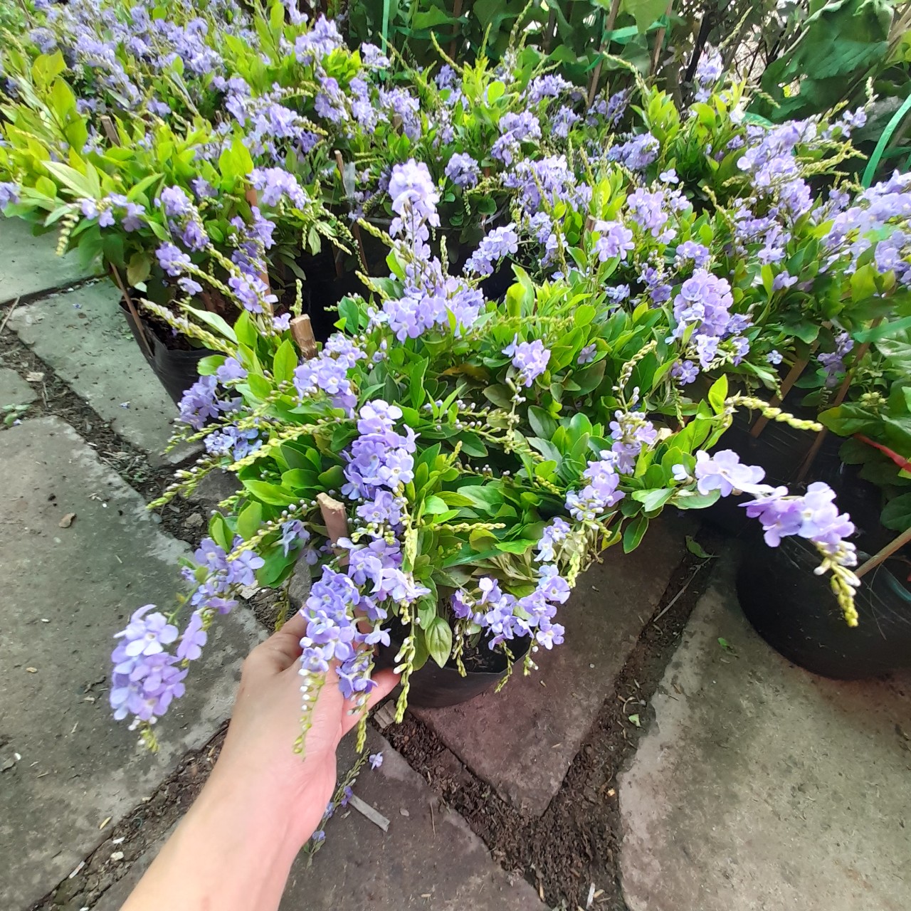 z5572175929374_22d14e625c990356f0098623a40ecbb6