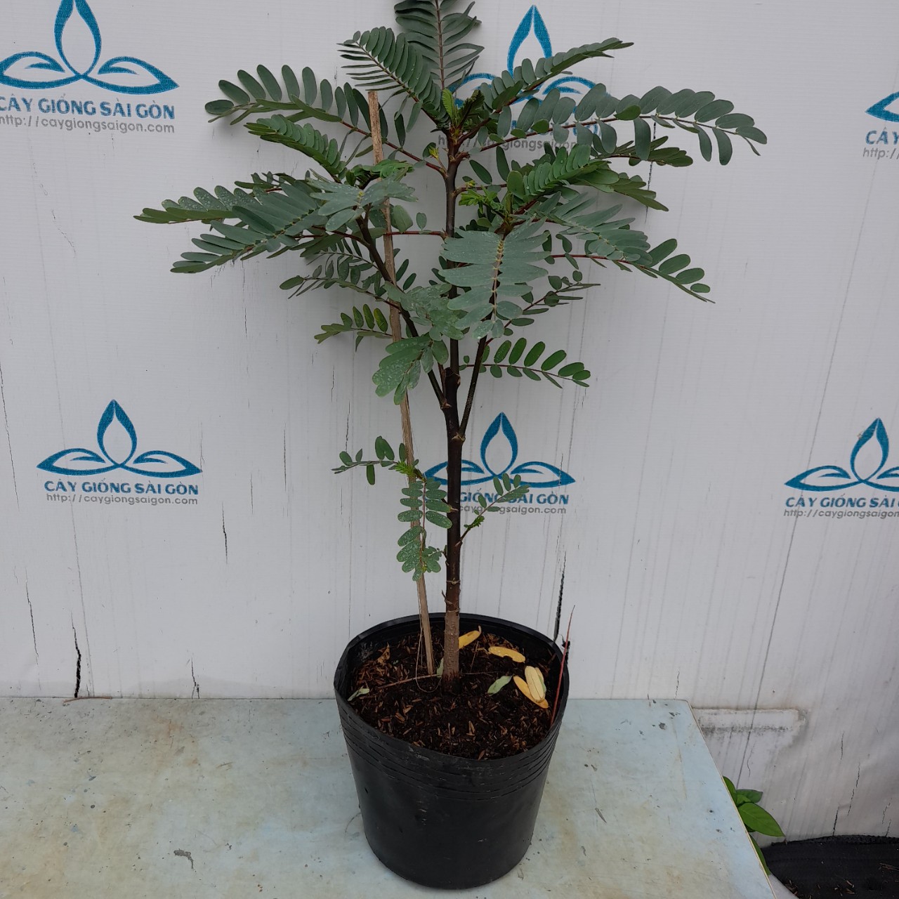 z5577741654016_a119b2926cc9e47ddf427857fdd9d2ea