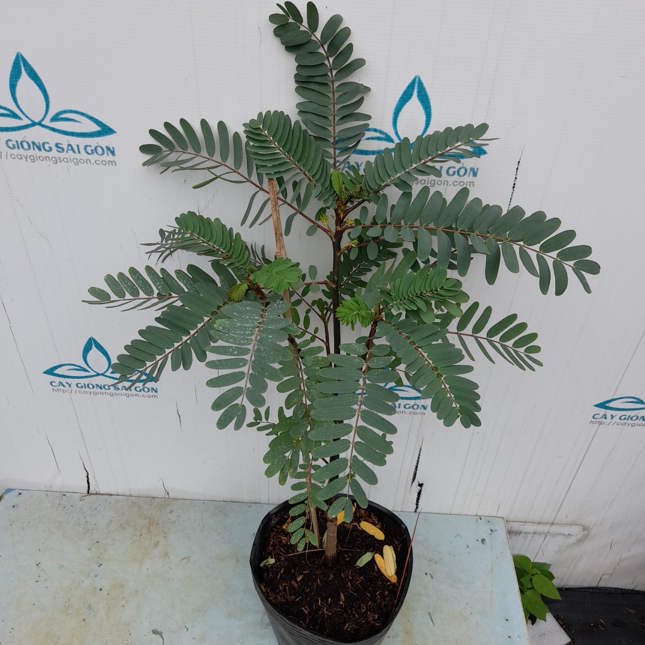 z5577741658983_9fd14db020c68f01195e3106bb39c177