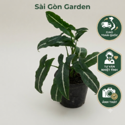CÂY TRẦU BÀ NHUNG SỌC TRẮNG