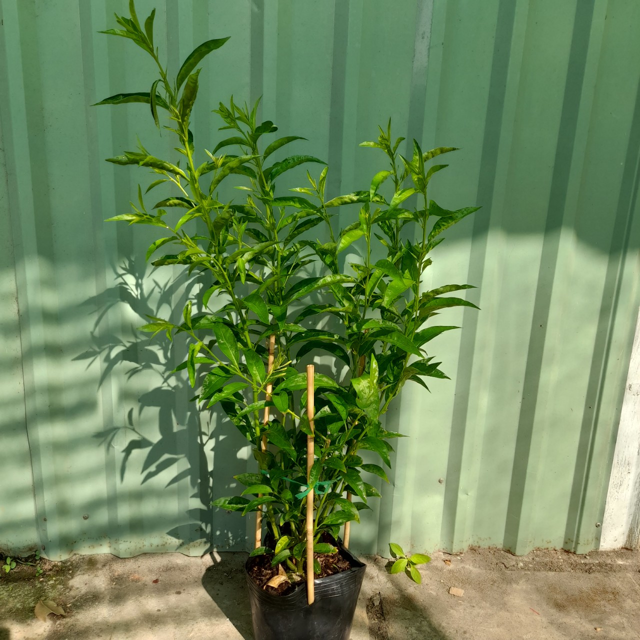 z5323684536811_f44048756ea6071e2edc9051067d08a8