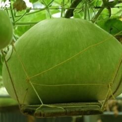 HẠT GIỐNG TRÁI BẦU KHỔNG LỒ TRÁI TRÒN, CÙI DÀY