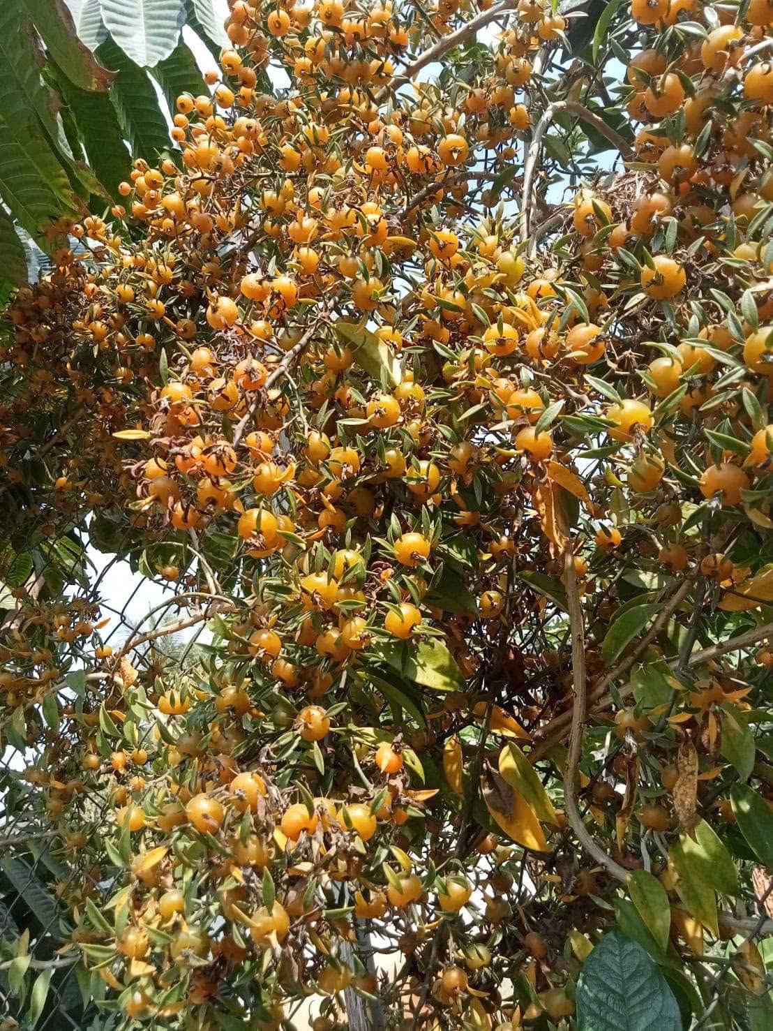 CÂY CHANH NHO LEO